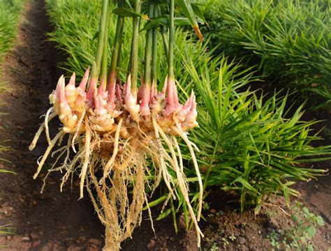 The ginger plant (Zingiber officinale) is grown for its aromatic, pungent, and spicy rhizomes, which are often referred to as ginger roots. The main active components in ginger are gingerols, which are responsible for their distinct fragrance and flavor. Gingerols are powerful anti-inflammatory compounds that can help alleviate the pain caused ...